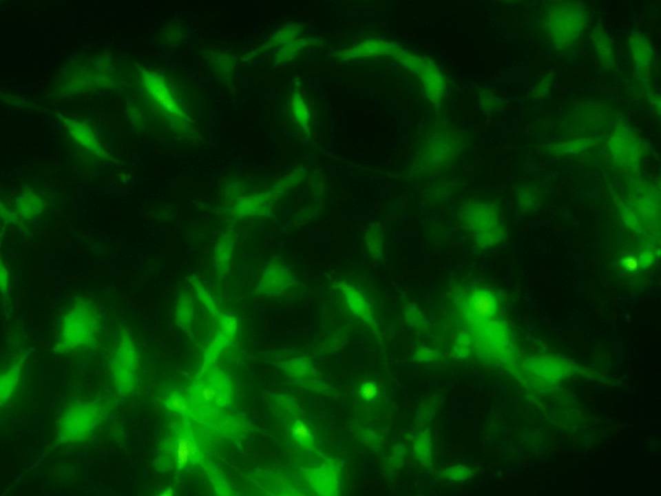 NEPA21 / C6 - Rat Glioma cells - Transfection Efficiency 67 per cent